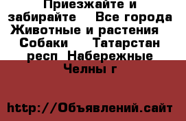 Приезжайте и забирайте. - Все города Животные и растения » Собаки   . Татарстан респ.,Набережные Челны г.